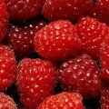 Maliny  (Rubus  ideaeus L.)