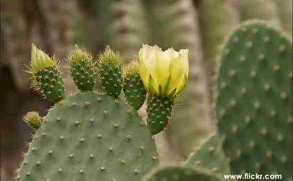 Viete sa správne starať o kaktusy?