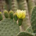 Viete sa správne starať o kaktusy?