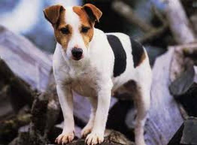 Jack Russell teriér