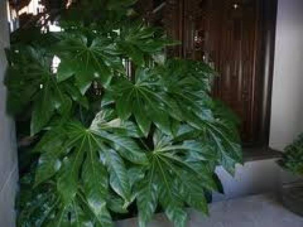 FATSIA JAPONSKÁ  (FATSIA JAPONICA)