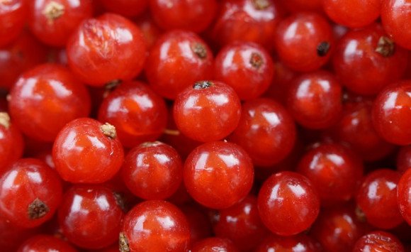Ríbezle – recept na chutný džem a lahodné víno
