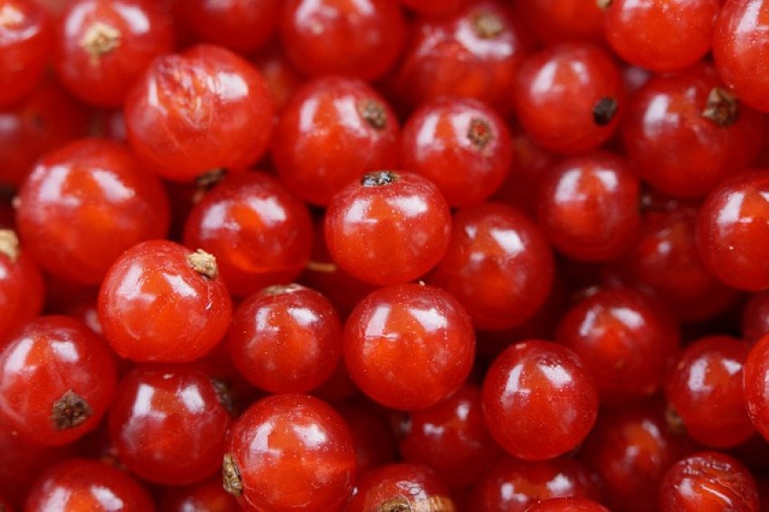 Ríbezle – recept na chutný džem a lahodné víno Ríbezle – recept na chutný džem a lahodné víno