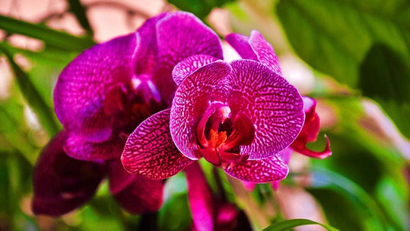 Tipy pre pestovanie orchideí