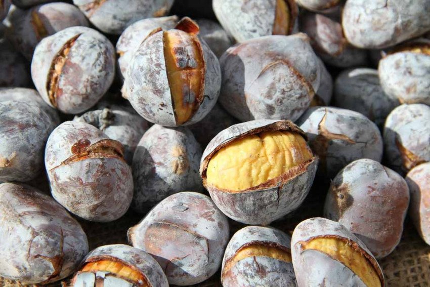 Gaštan – pochúťka, ktorú ľudia milujú Gaštan – pochúťka, ktorú ľudia milujú