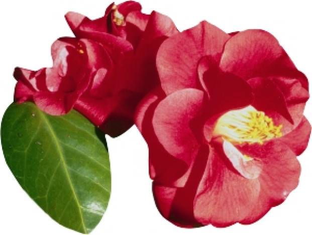 Kamélia japonská - camelia japonica