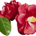 Kamélia japonská - camelia japonica