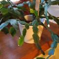 Ako pestovať vianočný kaktus?