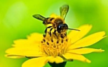 Slnovrat prebúdza včely k životu