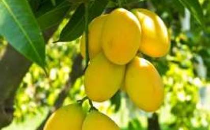 Kráľovské mango lieči akné, zlepšuje koncentráciu a sexuálny život!