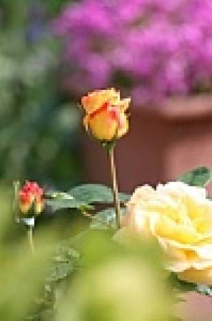 Jarný rez ruží