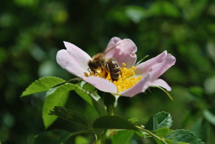 Med – prírodný všeliek