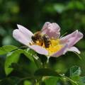 Med – prírodný všeliek