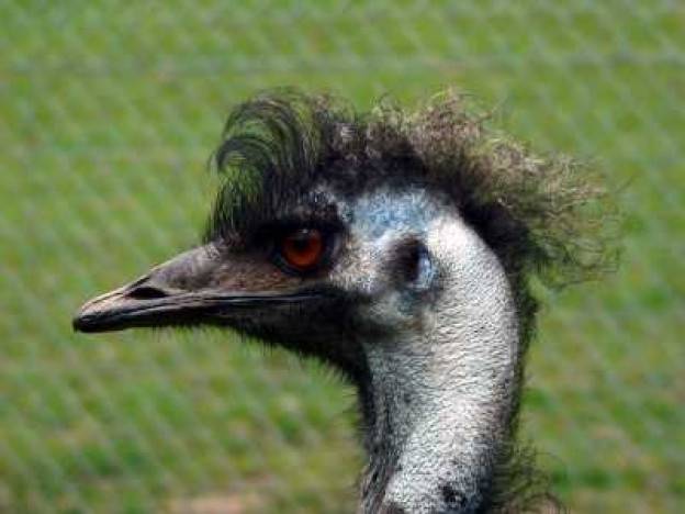 Emu olej pre krásne vlasy a pleť bez vrások? 