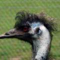 Emu olej pre krásne vlasy a pleť bez vrások? 