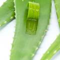 Aloe vera: Praktické tipy, ako mať krásnu a mladistvú pleť