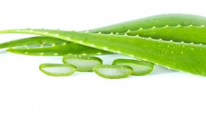 Aloe vera si poradí (nielen) so striami i celulitídou 