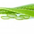 Aloe vera si poradí (nielen) so striami i celulitídou 