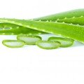 Aloe vera si poradí (nielen) so striami i celulitídou 