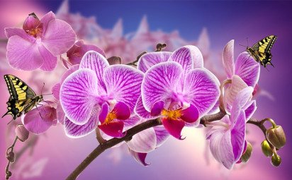 Chcete, aby orchidea kvitla? Takto sa o ňu starajte!