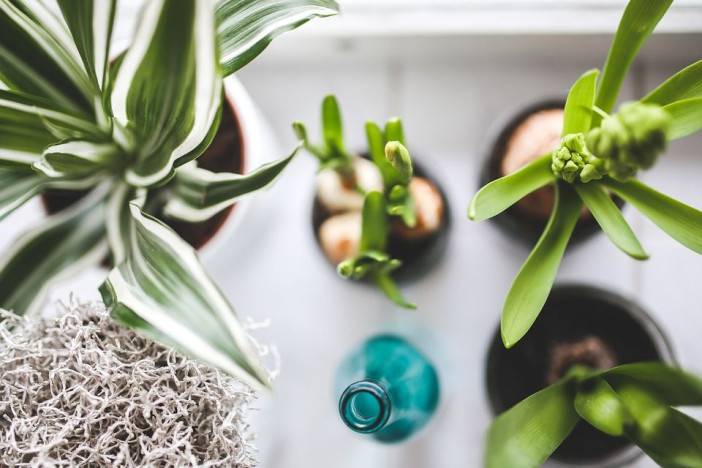 6 dôvodov, prečo svoj byt zaplniť izbovými rastlinami 