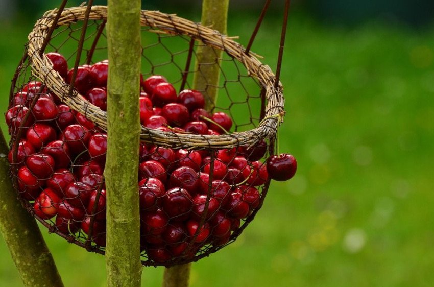 Benefity čerešní, o ktorých ste možno netušili. Vraj pomáhajú aj pri chudnutí 