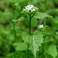 Počuli ste už o cesnačke lekárskej? Vôňou pripomína cesnak, chuťou žeruchu