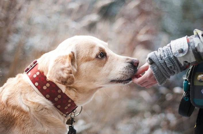 Fido – dojemný príbeh neuveriteľnej oddanosti jedného psíka
