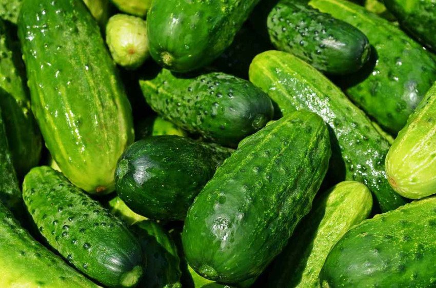 9 vecí, ktoré by ste mali vedieť o uhorkách 9 vecí, ktoré by ste mali vedieť o uhorkách