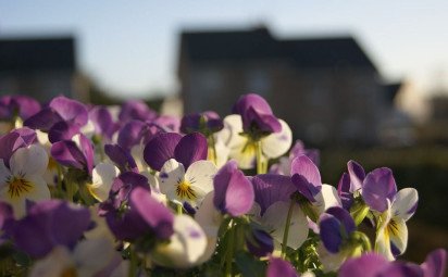 Fialka trojfarebná – poklad pre zdravie i pleť