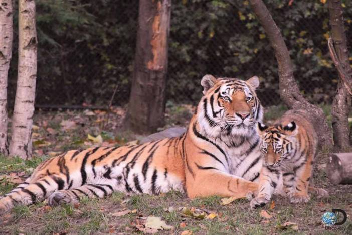 10 věcí, které možná nevíte o tygrech