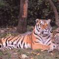 10 věcí, které možná nevíte o tygrech