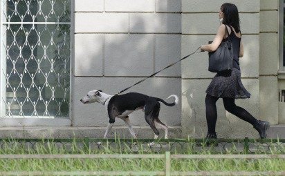 Vodítko pre psa plní dôležitú úlohu vo výchove vášho štvornohého miláčika