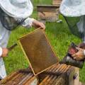 Apiterapia. Včely ako prírodný liečiteľ
