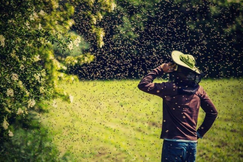 V TRNAVE TO BUDE ŽIŤ VČELAMI VĎAKA JEDINEČNÉMU FESTIVALU