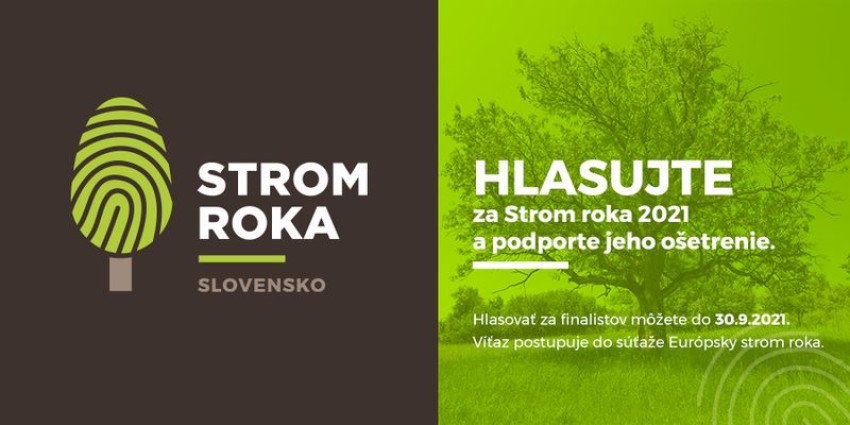 Štartuje hlasovanie v ankete Strom roka 2021.