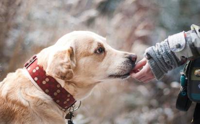 6 dôvodov prečo je starostlivosť o chrup psa dôležitá 