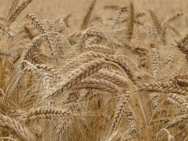 Kamut: ako prastarú odrodu pšenice použiť?  
