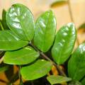 Top 5 izbových rastlín, ktoré čistia vzduch a zlepšujú náladu 