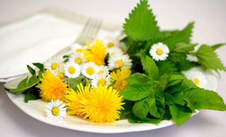 Prvé jarné kvety: ktoré sú liečivé a na čo ich použiť