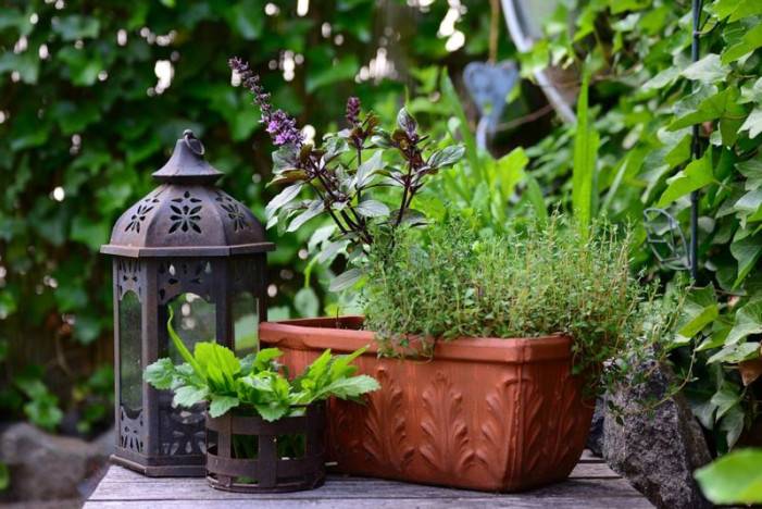 Nie každý má vlastnú záhradu. Čo môžete pestovať na jar na balkóne?