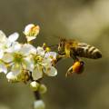Sú včelie produkty naozaj všeliekom?