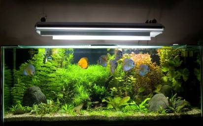 Ako správne zvoliť a používať osvetlenie pre vaše akvárium