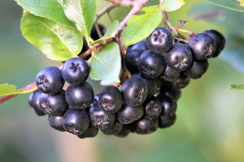 Plody arónie sú nabité antioxidantmi. Prečo ich zaradiť do jedálnička? Plody arónie sú nabité antioxidantmi. Prečo ich zaradiť do jedálnička?