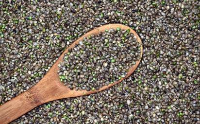 Konopné semienka sú superpotravinou. Prečo by ste si ich mali dať už dnes?