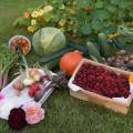  Jesenná záhrada ponúka bohatú úrodu. Tipy, ako ju spracovať na zimu