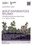Jedle_bylinky_K1