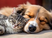 dog-cat