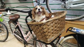 Bicyklovanie so psom1_Unsplash