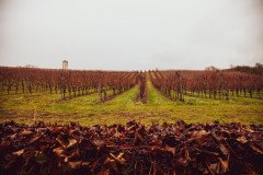 photo_chmk_2019_vinÃ¡rstv Terra Parna (1)